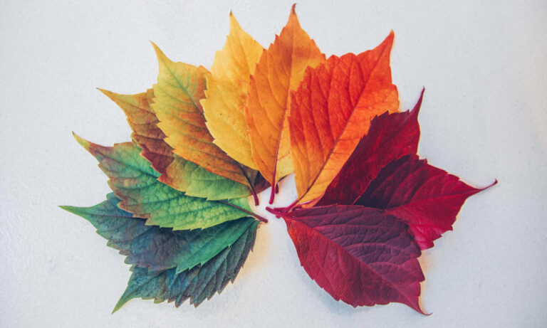 Multicoloured Leaves